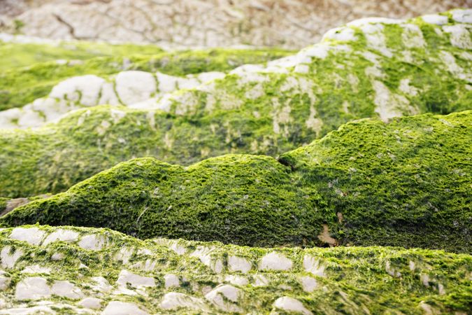 Stony hill covered with moss