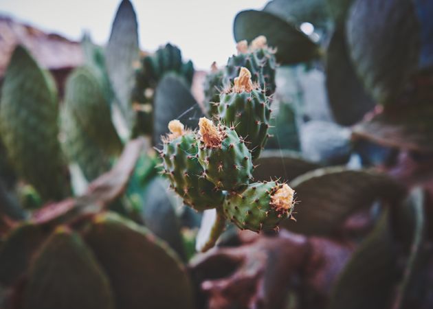 Close up of cactus in Malta