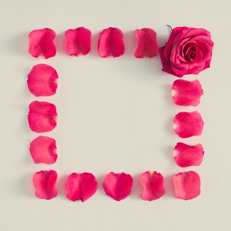 Frame of rose petals and flower