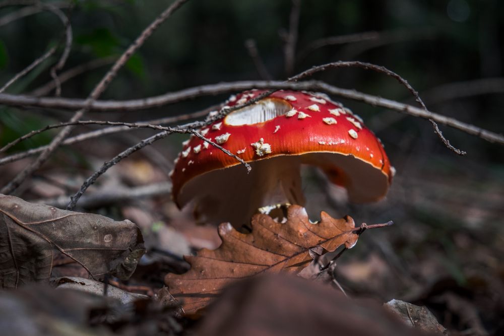 Agaric mushroom growing among fall leaves