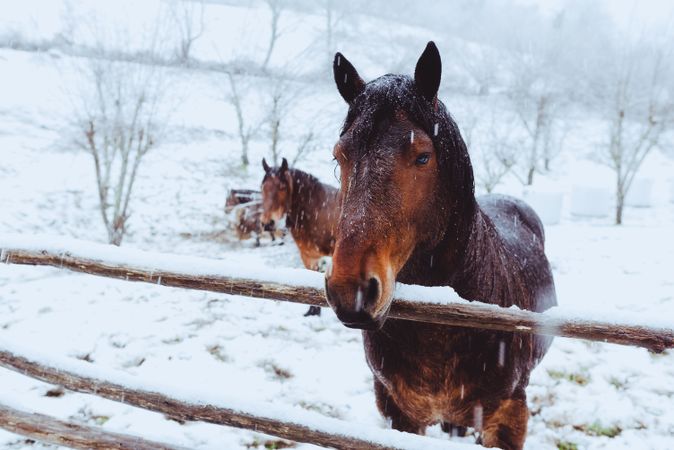 Horses pasturing on snow meadow