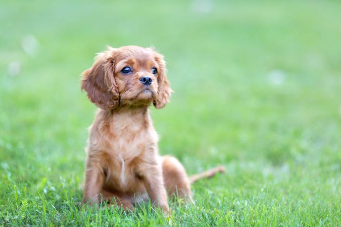 Cavalier spaniel sitting in the grass