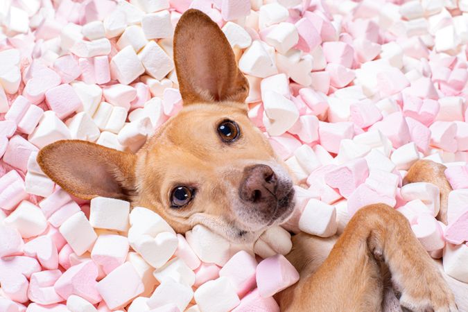 Dog lying in marshmallow pieces
