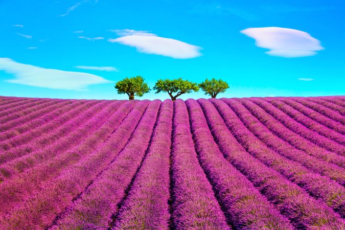 Lavender and trees uphill, Provence, France