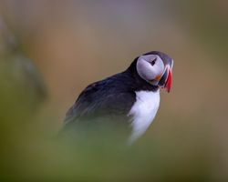 Atlantic puffin outdoor
