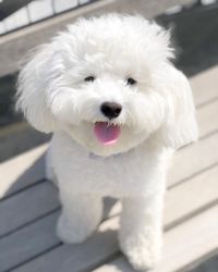 Bichon on wooden floor outdoor