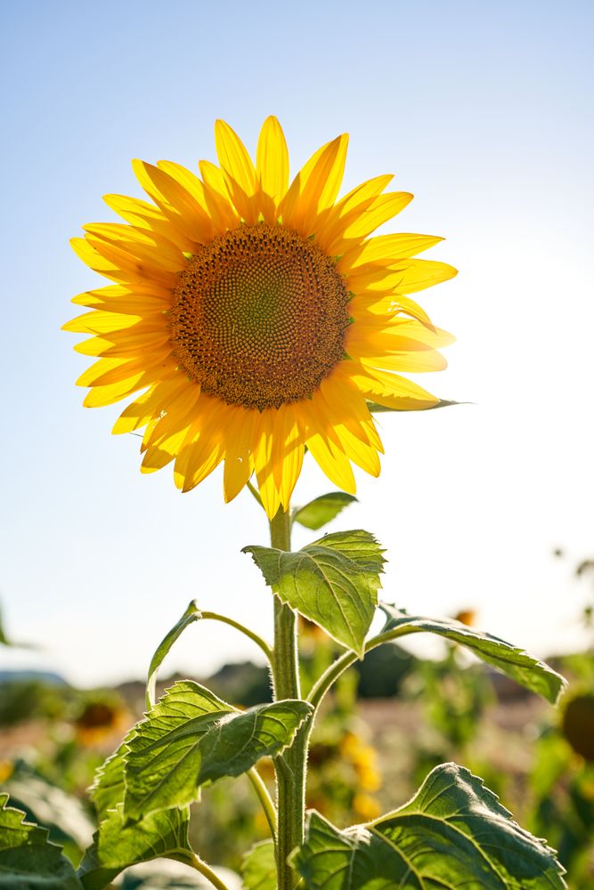 Blooming sunflower growing in field