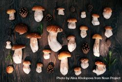 Top view of clean wild mushrooms on dark wood table with pinecones and fir tips beLW64
