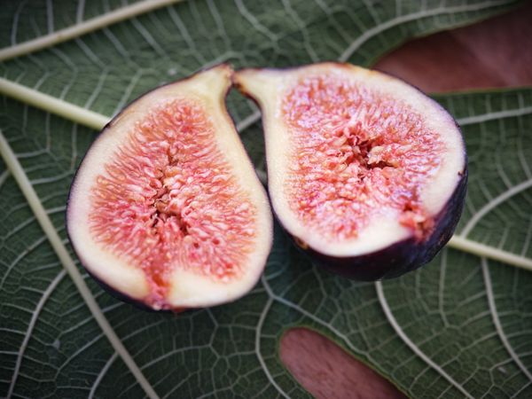 Closeup halved syconium on leaf