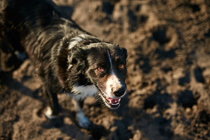 Funny dog sitting on beach