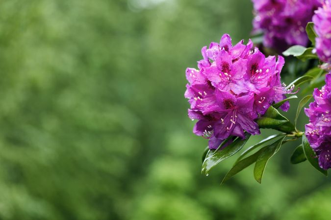 Washington State Pacific rhododendron flower