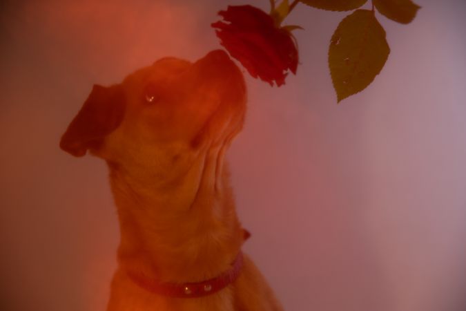 Dog beside green plant indoor
