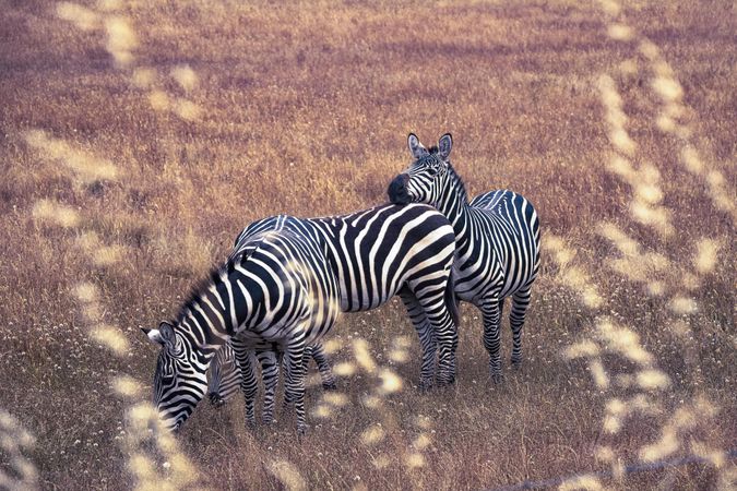Group of zebras in field
