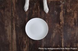 Two dogs paws in front of empty plate on wooden floor 4m7ev0