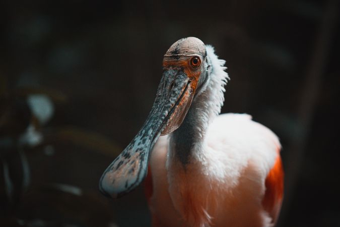 Pelican bird in close up