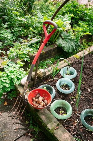 Digging up organic potatoes in garden
