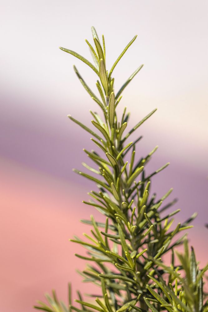 Close up of pine tree tip