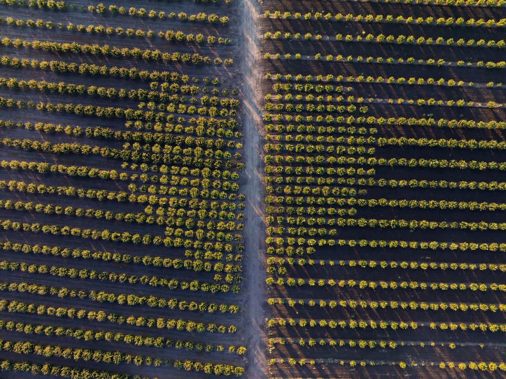 Aerial image of a heart shaped orchard.