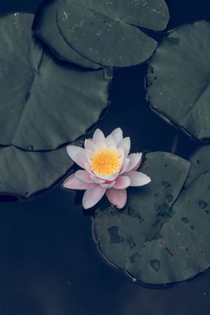 Blooming waterlily with green leaves on surface of pond