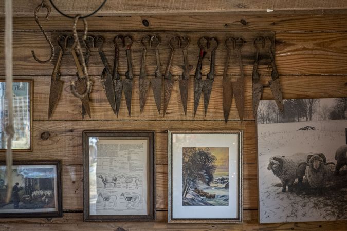 Shears for shearing sheep hanging on a wall in a table