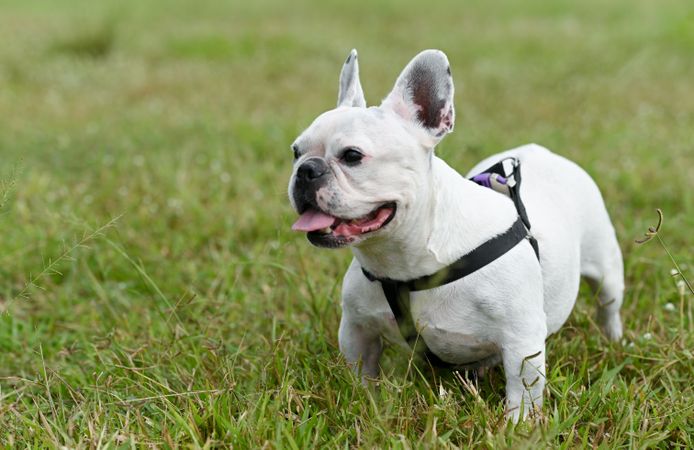 French bulldog standing on outdoor lawn.