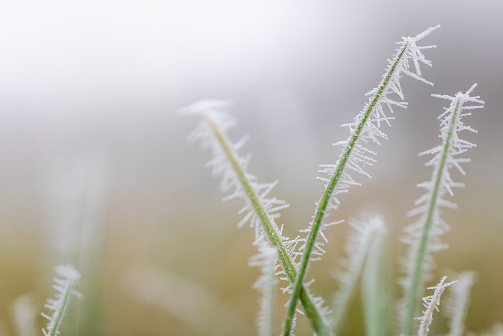 Close up of frost on grass