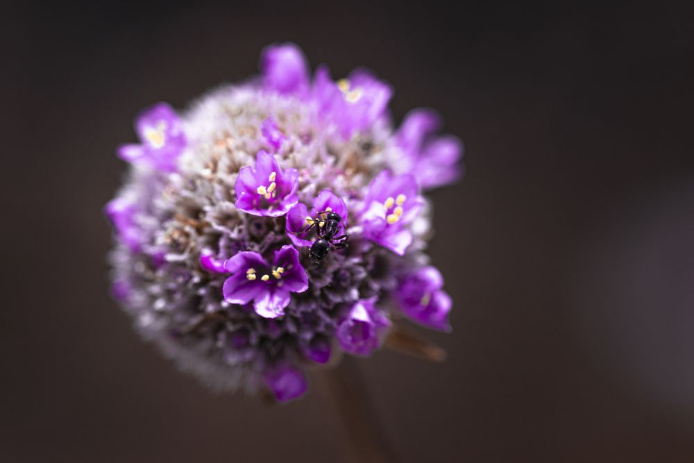 Close up of purple dune flower with bug