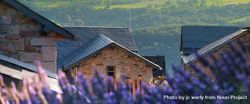 Lavender in the foreground of a French village 56ELP0