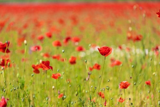 Field of poppies