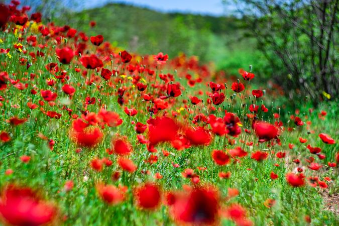 Red poppy flowers in field