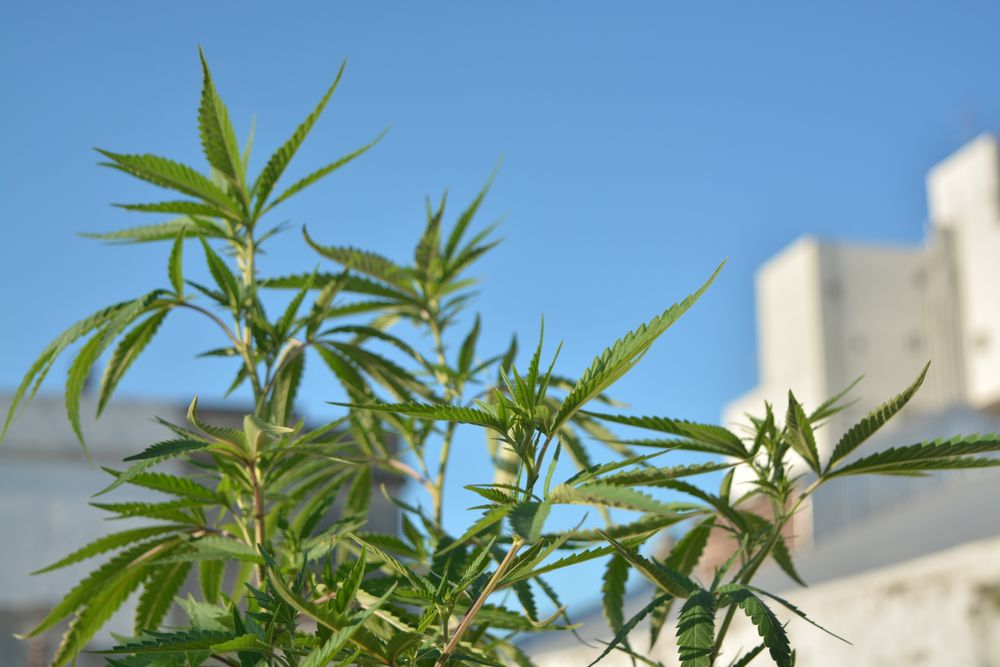 Plant growing outside on sunny day