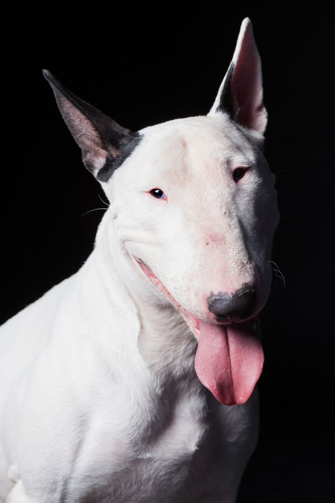 Amazing dog staring at camera