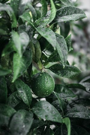 Unripe citrus fruit on branch