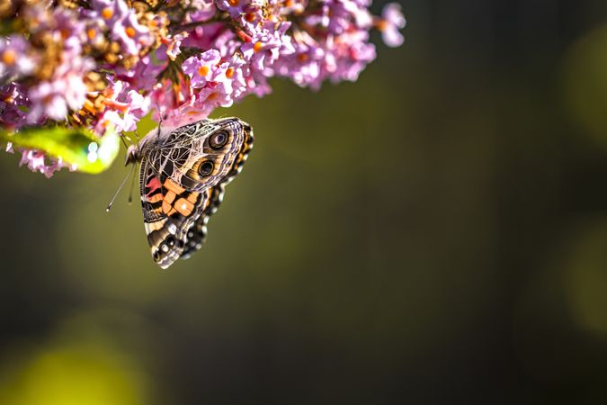 American lady butterfly hanging upside down on pink floral branch with copy space