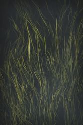 Oblong juicy grass on dark background