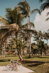 Vintage bicycle close Palms against cloudy sky in city