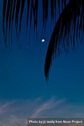 Waxing gibbous moon under a palm tree, vertical 47EoA0