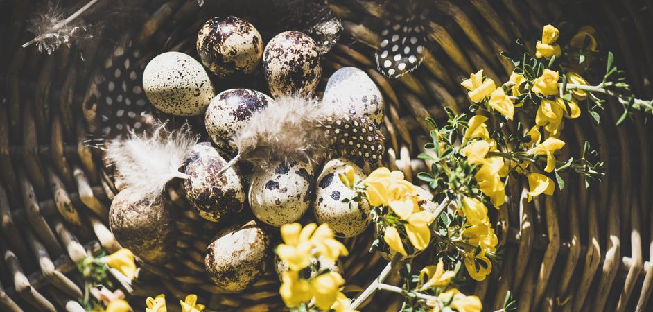 Quail eggs with feathers and yellow flowers in basket, wide composition