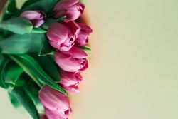 Pink tulips on clear background
