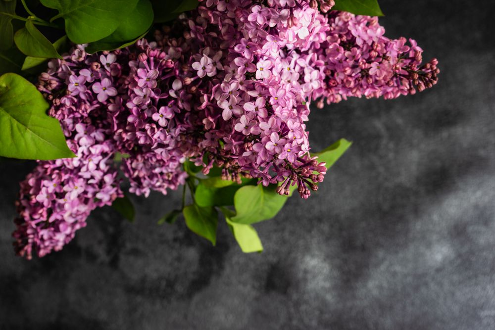 Spring floral card concept with pink lilac flowers on grey counter