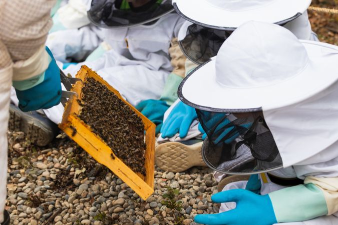 Beekeeper showing honeycomb to group of kids in apiary