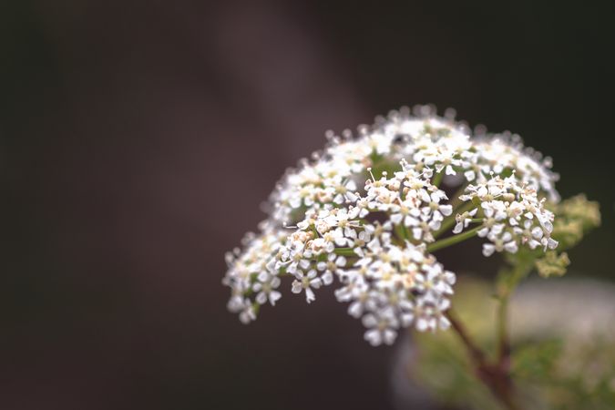 Side view of queen’s Anne’s lace flowers with copy space