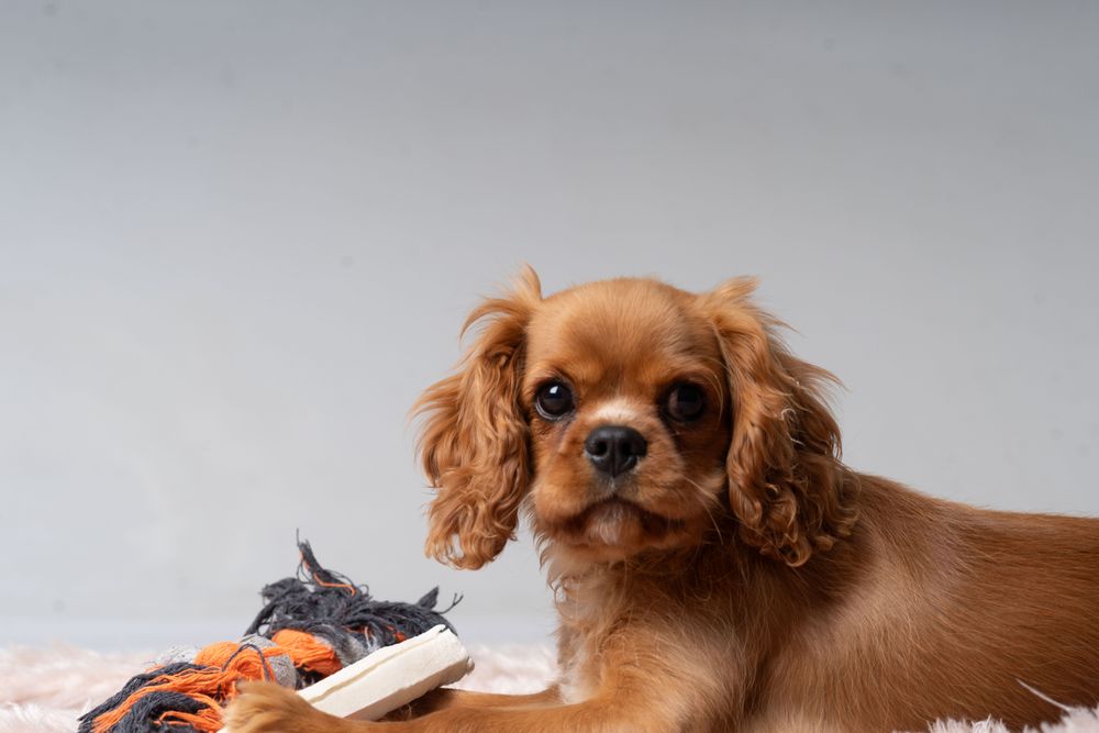 Cocker spaniel taking a break from playing to look at camera
