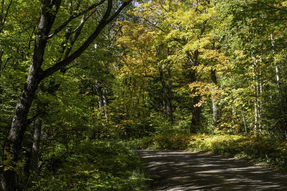 Autumn leaves along the Honeymoon Trail in Lutsen, Minnesota