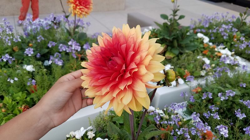 Red and yellow dahlia with hand