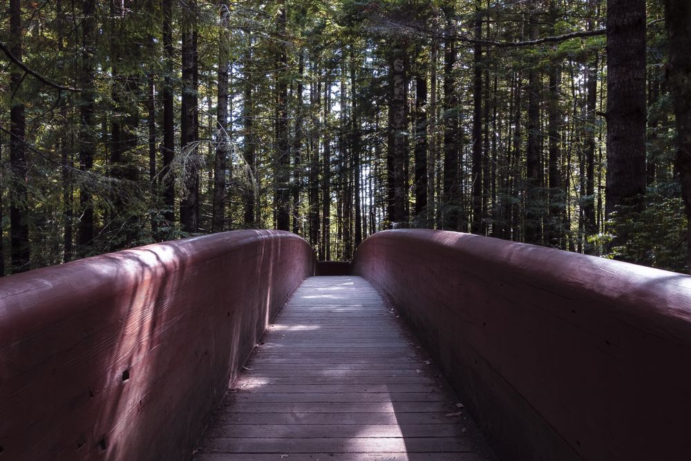 Wooden walking path in forest
