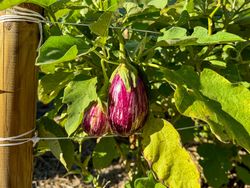 Eggplant fruits