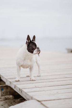 Cute dog on pier near sea