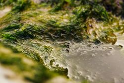 Wet algae on stone