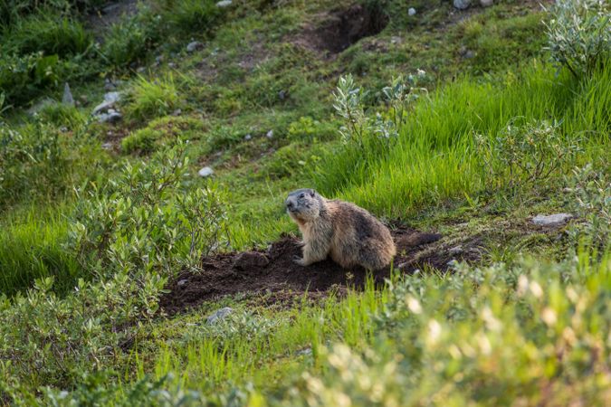 Cute marmot sitting on meadow in Switzerland